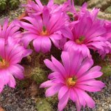 Echinocereus